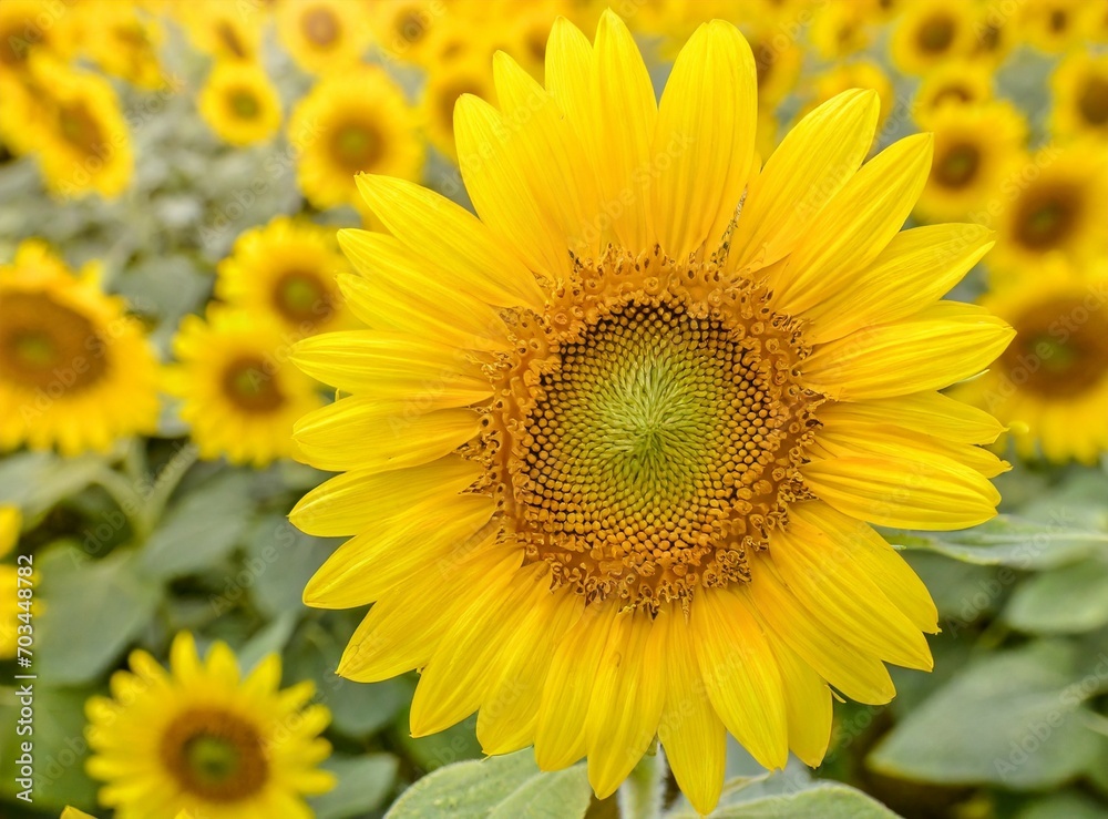 Sunflower field