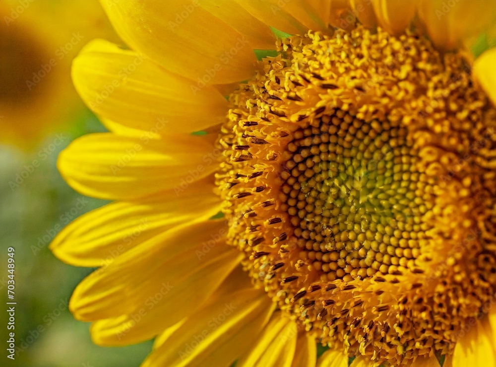 Sunflower field Sunflower field