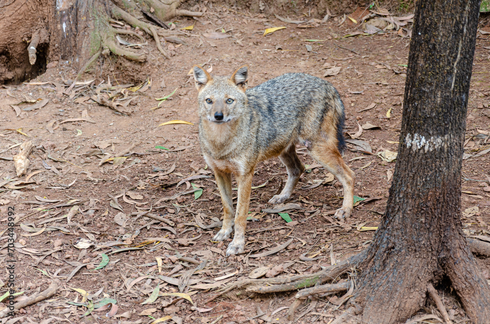 Jackal in a zoo Jackal in a zoo