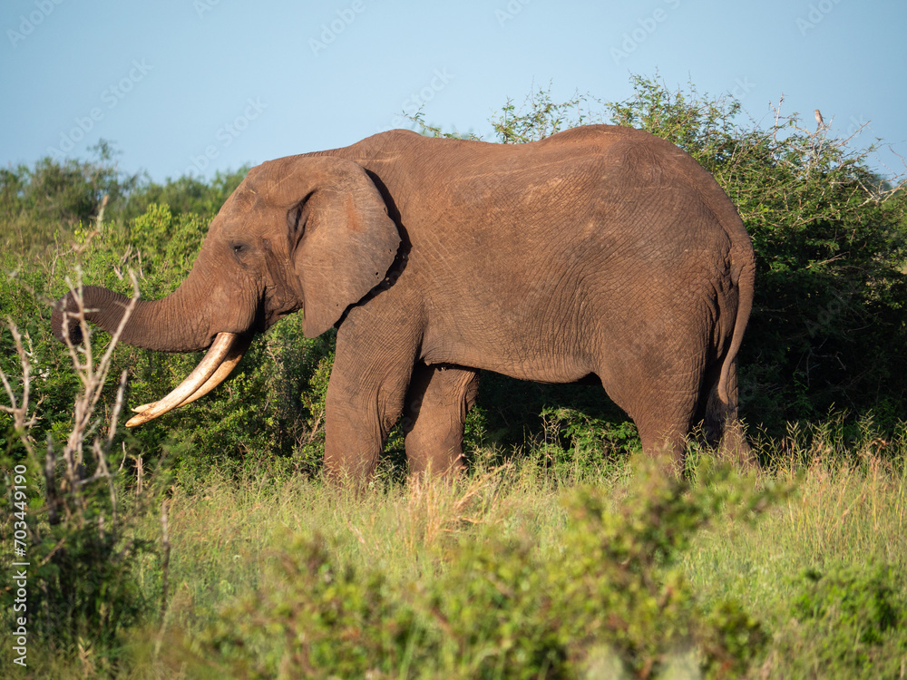 Fototapeta premium Un gros pachyderme en train de manger