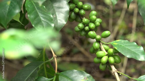 Closeup view of the green coffee beans on a branch of coffee tree in an agriculture plantation in indi photo