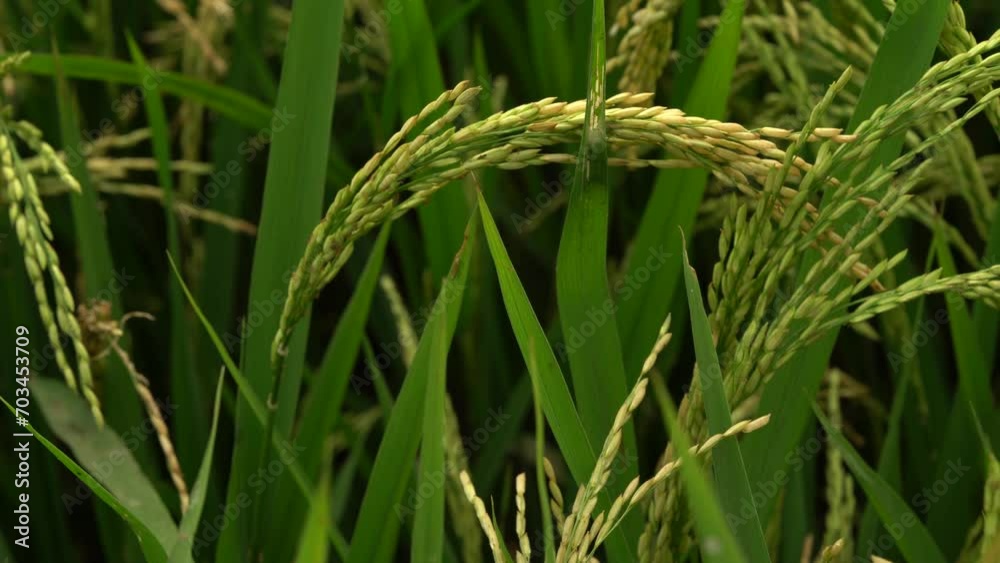 Green rice field with rice stalks swaying in the wind blows.india Green rice field with rice stalks swaying in the wind blows.india