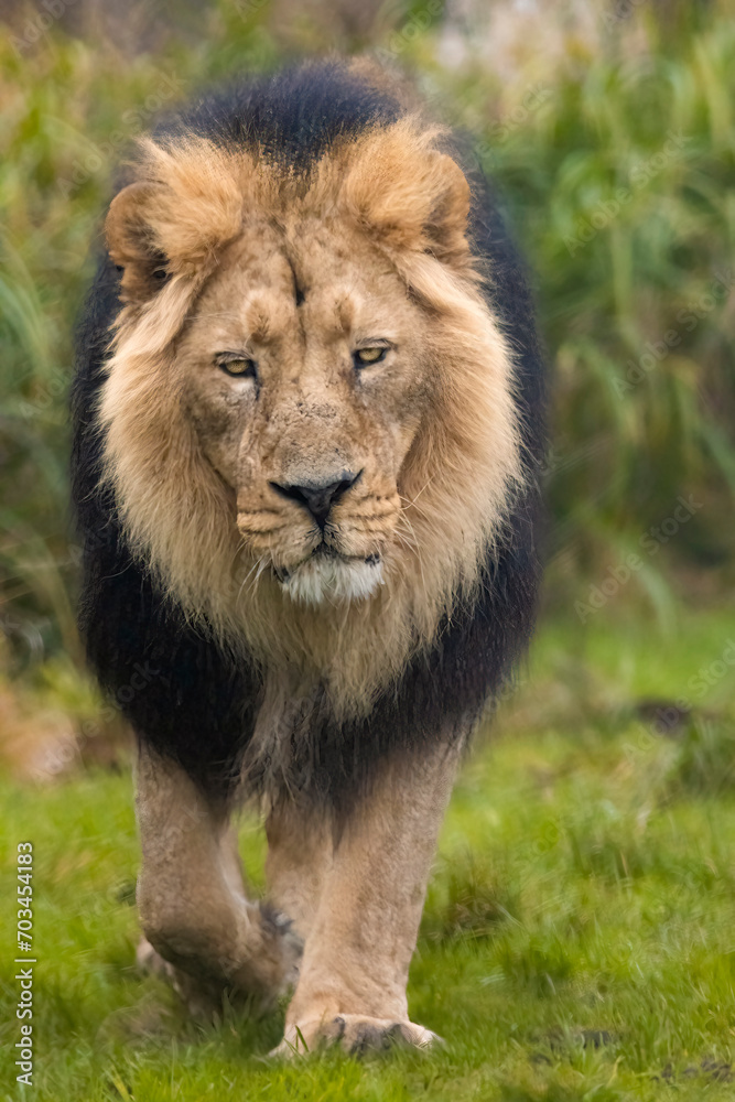Asiatic lion on a stroll Asiatic lion on a stroll