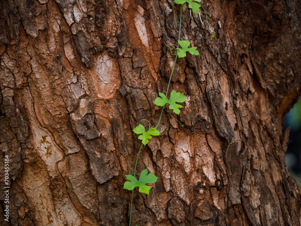 Tronc d'arbre marron texturé en gros plan avec une fine liane sauvage verte Tronc d'arbre marron texturé en gros plan avec une fine liane sauvage verte