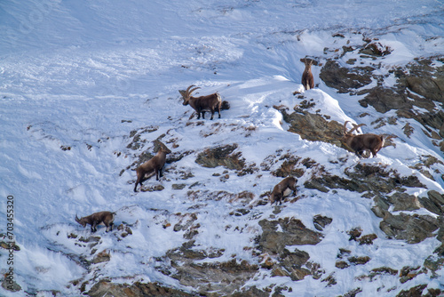alpine ibex, capra ibex, in the snow capped rocks of the hohe tauern national park austria at a sunny winter day photo