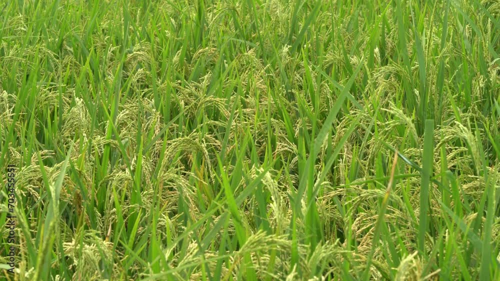 Rice in paddy field in countryside. agriculture , Rice in paddy field in countryside. agriculture ,