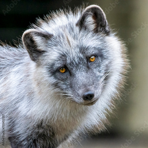Arctic fox portrait