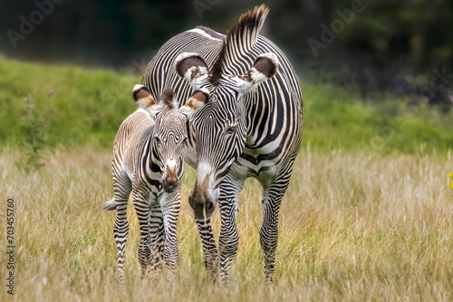 Zebra and foal