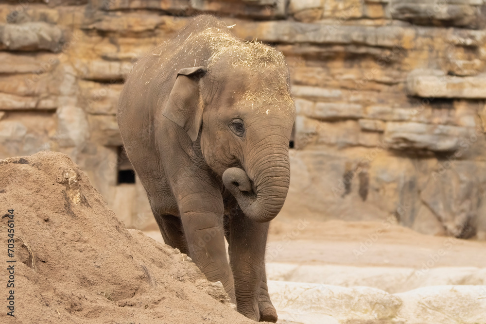 Fototapeta premium Young Asian elephant