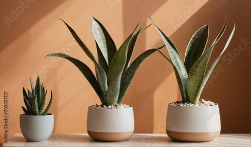 Sansevieria plants on white table in modern room. sansevieria, sanseveria, bowstring hemp, mother-in-law tongue, plant, pot, leaf, nature, tree, flowerpot, decoration.