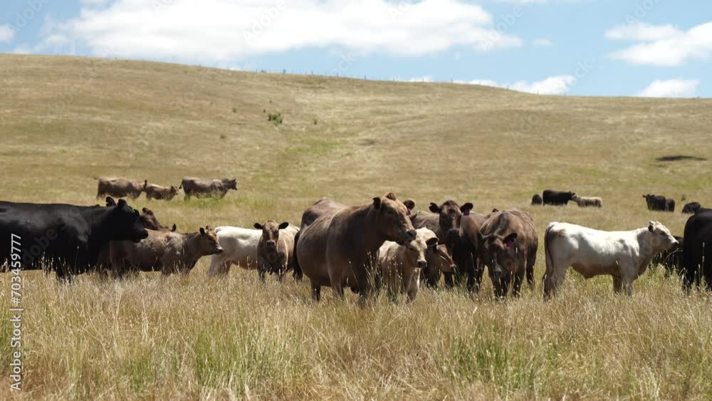 Australia cows in a field grazing on pasture in a dry summer drought. sustainable beef cattle in a agricultural farm. cow farming  
