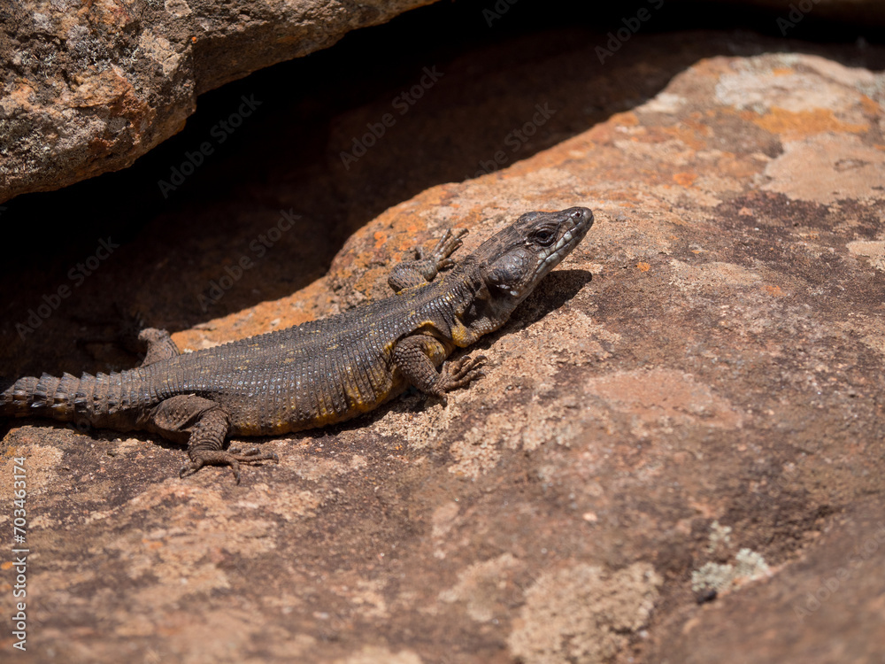 Lézard sur son rocher et exposé au soleil Lézard sur son rocher et exposé au soleil