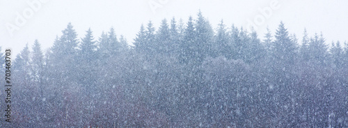 Snowfall in a winter spruce forest. Nature background.