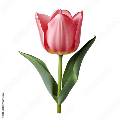 pink tulip png. tulip png. tulip with long stem isolated. spring time tulip blooming png