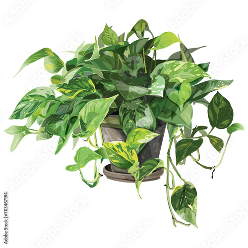 Realistic hand drawn indoor plant money plant vector illustration  (ID: 703467194)