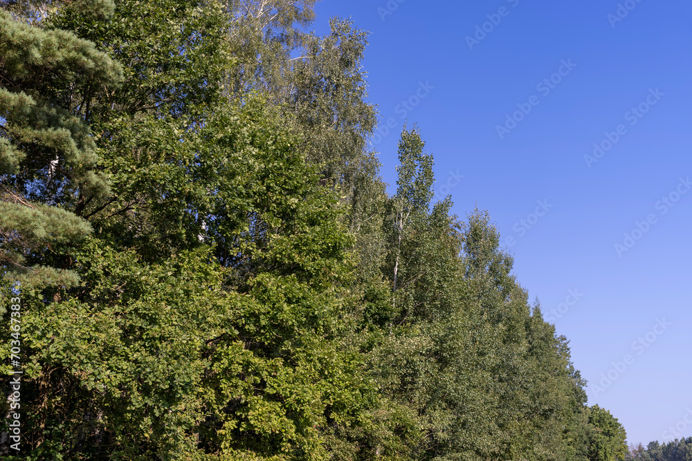 mixed forest with trees of different species in the summer season mixed forest with trees of different species in the summer season