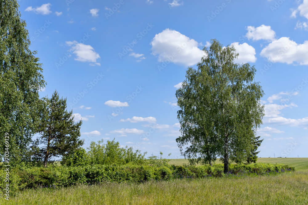 green foliage on birch trees in summer, sunny