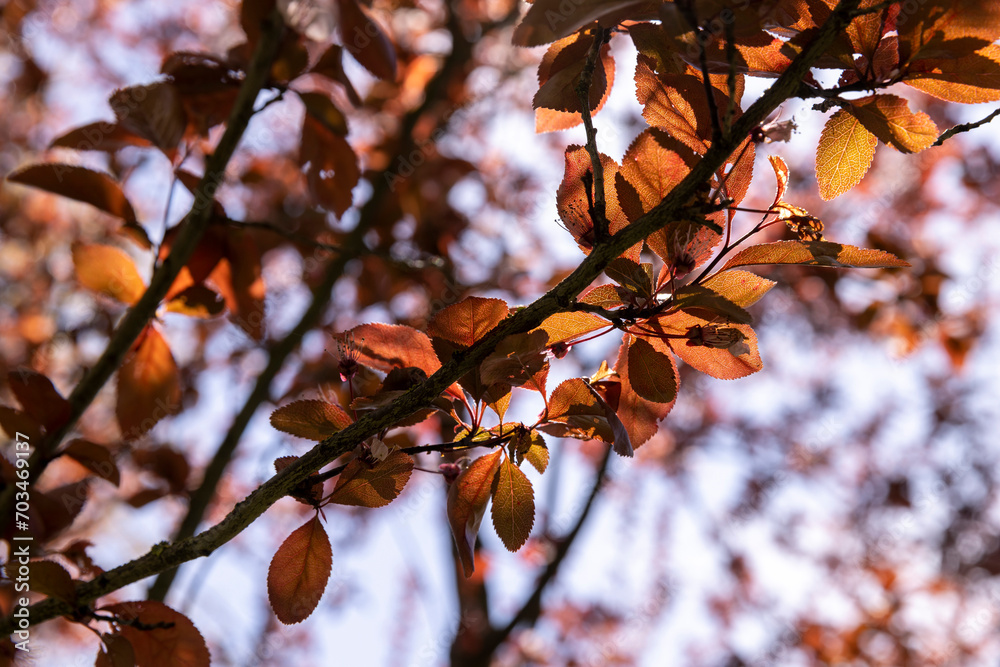 blooming cherry tree with red foliage in the spring season blooming cherry tree with red foliage in the spring season