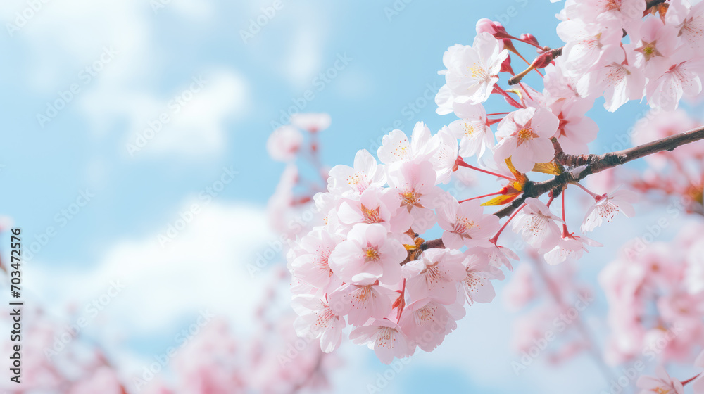 Close-up of delicate cherry blossoms against a bright blue sky Close-up of delicate cherry blossoms against a bright blue sky