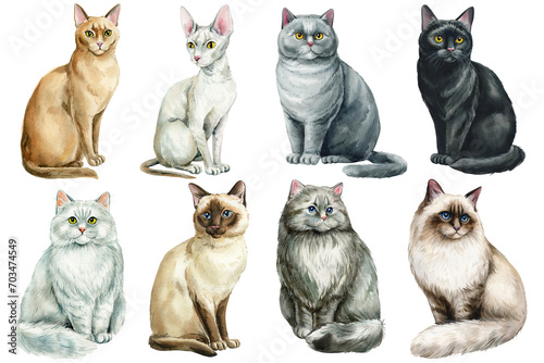 Photography Set funny cats watercolor, adorable home pet isolated background