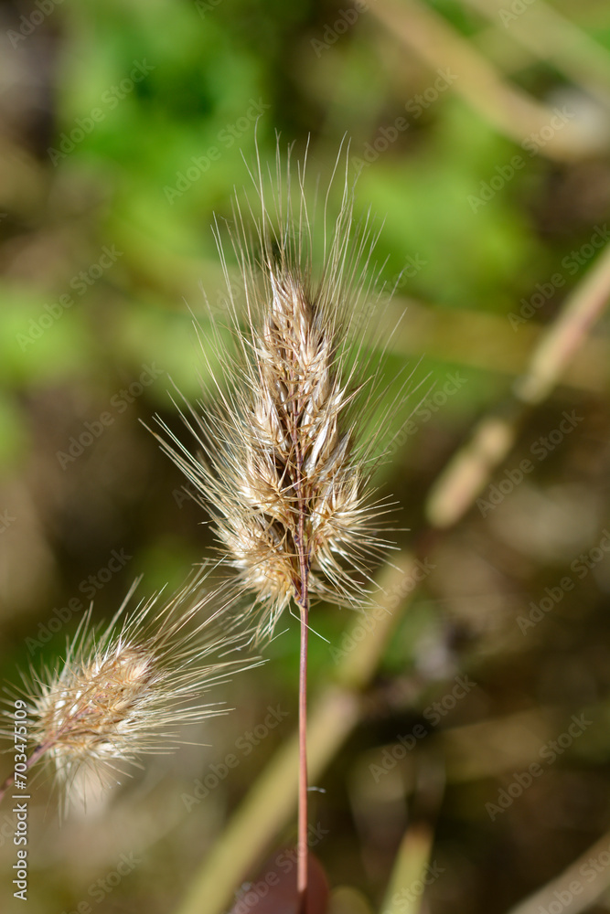 Bristly dogstail grass seed head Bristly dogstail grass seed head