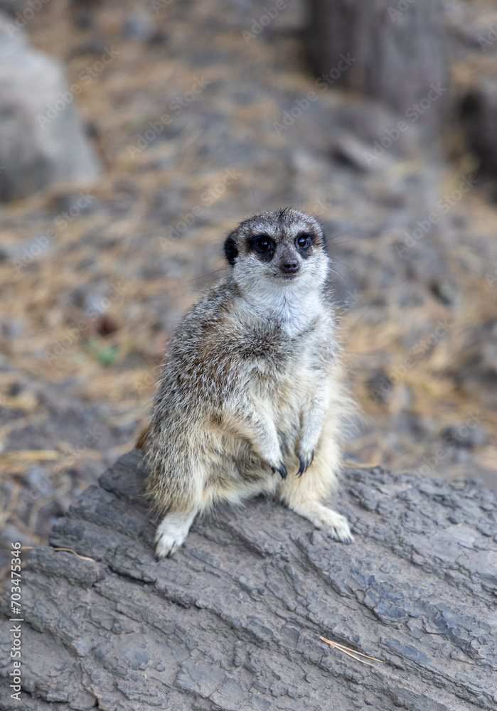 Fototapeta premium A small gray meerkat sits on a log