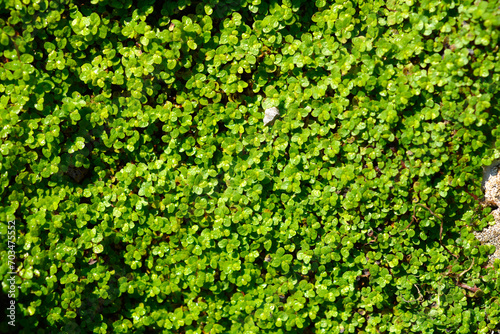 Babys tears small leaves