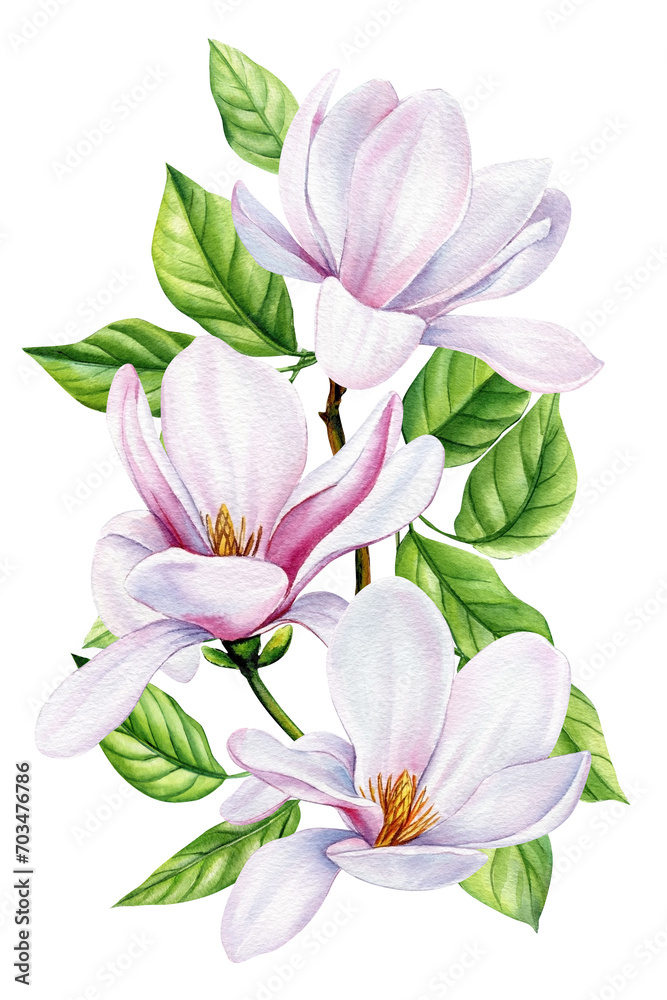 White Magnolia, beautiful branches with spring flowers, isolated white background in watercolor. Floral design elements White Magnolia, beautiful branches with spring flowers, isolated white background in watercolor. Floral design elements