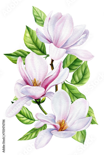 White Magnolia, beautiful branches with spring flowers, isolated white background in watercolor. Floral design elements © Hanna