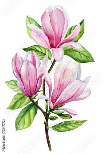 Fototapeta Naklejka Na Ścianę i Meble -  Magnolia flower, beautiful branches with spring flowers, isolated white background in watercolor. Floral design elements