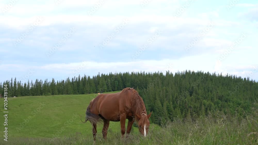 An adult bay horse grazes in green grass against the background of trees in the mountains. Passion for horses and horseback riding in nature concept, free walking of animals. An adult bay horse grazes in green grass against the background of trees in the mountains. Passion for horses and horseback riding in nature concept, free walking of animals.