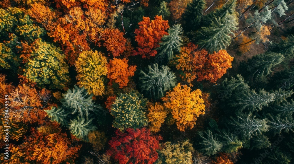 Fototapeta premium Aerial Autumn Symphony: The Forest's Colorful Crescendo