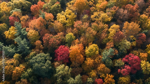 Seasonal Spectacle: The Dense Forest's Autumnal Patchwork