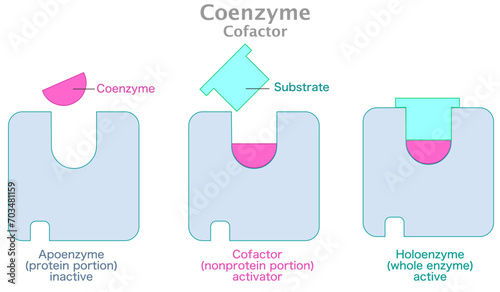 Coenzyme, cofactor. Holoenzyme active work. Enzyme, apoenzyme protein portion inactive, Nonprotein, substrate and product. Lock, key mechanism action. Complex, active site. Vector illustration photo