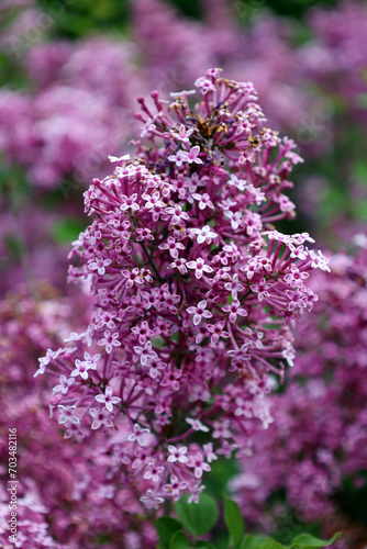 Syringa vulgaris  lilac or common lilac  is a species of flowering plant in the olive family Oleaceae  native to the Balkan Peninsula  where it grows on rocky hill
