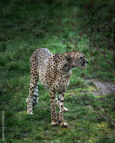 Wild animals, portraits of animals
