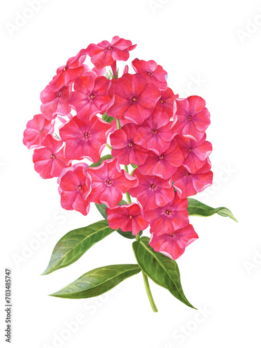 Watercolor illustration of a branch of pink phlox in botanical style.