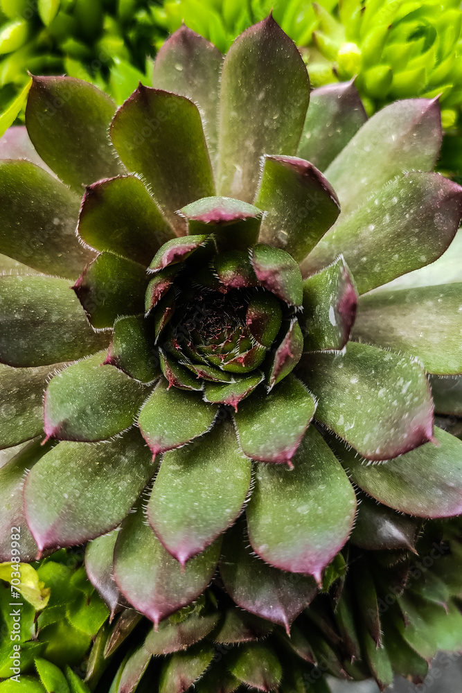 Green succulent Echeveria close up, green background Green succulent Echeveria close up, green background