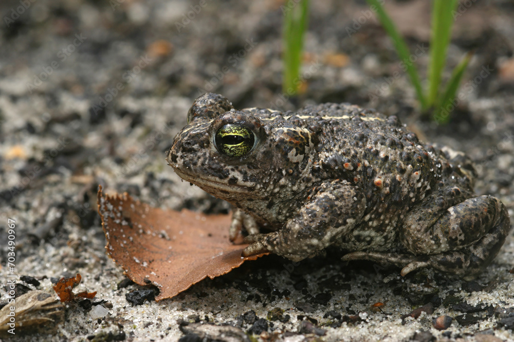 Closeup on a the rare and endangered European natterjack toad,  Bufo calamita