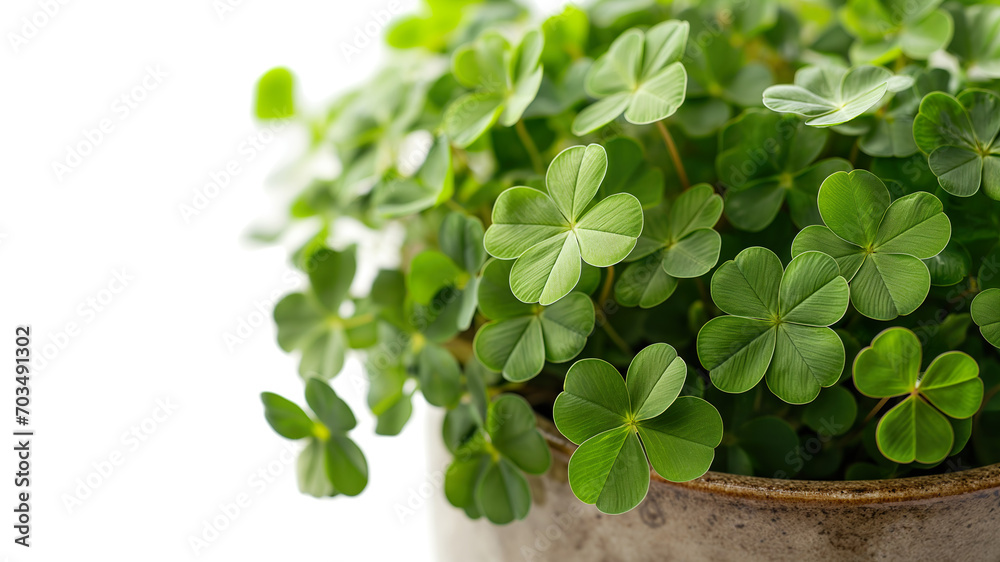 Pot of 4-leaf clovers for the happiness of Saint Patrick's Day Pot of 4-leaf clovers for the happiness of Saint Patrick's Day