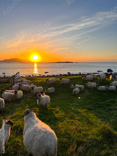 sunrise watched by sheep on green grass photo