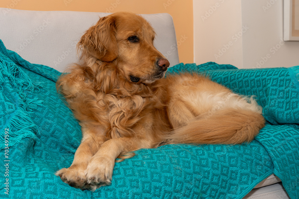 The elegance of a golden retriever resting gracefully on a gray sofa adorned with a protecting blue blanket, casting an attentive gaze to the side. The scene unfolds against warm yellow walls