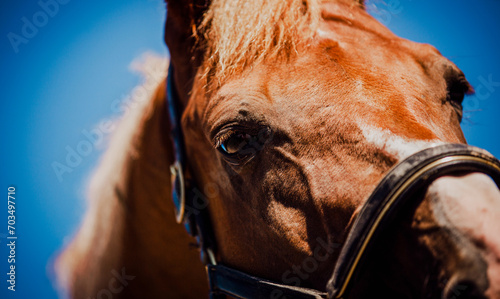 A close-up portrait of a sorrel horse against a blue sky background on a sunny warm summer day. The eyes of a horse.