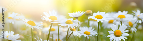 chamomile flowers over nature blurred background daylight