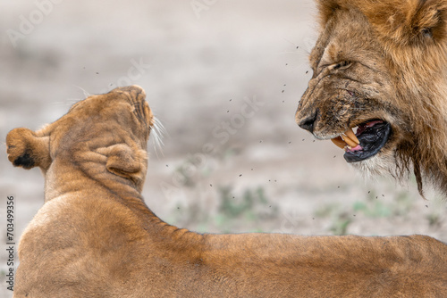 Εκτύπωση καμβά Close-up of a lion snarling at a lioness before mounting her for mating at Ndutu