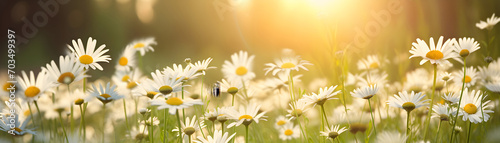 chamomile flowers over nature blurred background sunset soft light