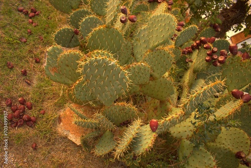 cactus in desert photo