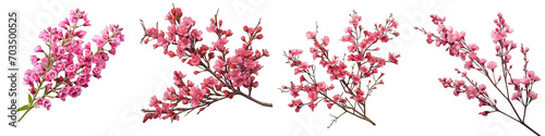 Twig of coral limonium flowers Hyperrealistic Highly Detailed Isolated On Transparent Background Png File photo