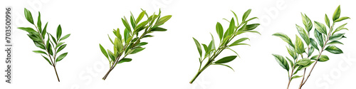Twig of italian ruscus Hyperrealistic Highly Detailed Isolated On Transparent Background Png File