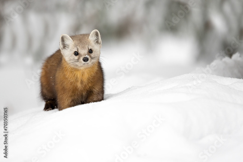 Snowy Wilderness Charm: Pine Martin in Northern Ontario's Winter Wonderland, A Captivating Canadian Snapshot. Wildlife Photography. 